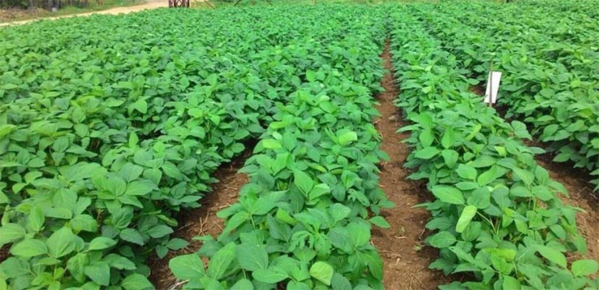 New sowing method boosts yield